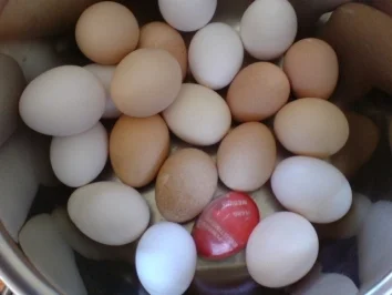 Sol-Eier im Würzsud - Rezept - Bild Nr. 3