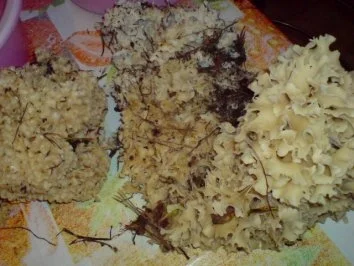 Rezept: Pilze mit Ei Bild Nr. 2 Pilze mit Ei - Rezept - Bild Nr. 2