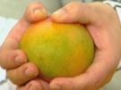 Kokos-Milchreis mit Mangokompott - Rezept