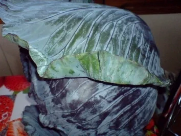 Rotkohlrouladen - Rezept - Bild Nr. 4