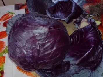 Rotkohlrouladen - Rezept - Bild Nr. 5