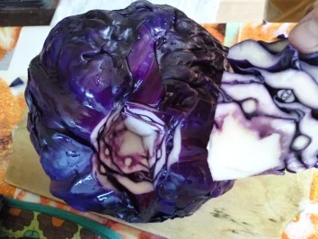 Rotkohlrouladen - Rezept - Bild Nr. 10