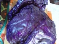 Rotkohlrouladen - Rezept - Bild Nr. 11