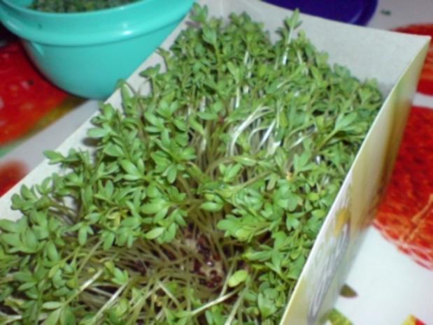 Verlorene Eier mit Kräuter-Senf-Mayonnaise - Rezept - kochbar.de