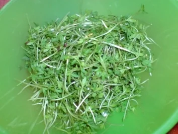 Verlorene Eier mit Kräuter-Senf-Mayonnaise - Rezept