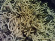 Spaghetti e Spinaci - Rezept