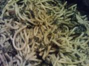 Spaghetti e Spinaci - Rezept