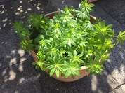 Rezept: Waldmeister Eis Bild Nr. 2 Waldmeister Eis - Rezept - Bild Nr. 2