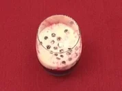 Heidelbeereis mit Zitronen-Joghurt-Schaum (Christina Ringer) - Rezept