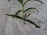 Uschi´s Knoblauch-Pampe - Rezept