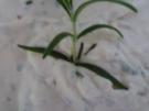 Uschi´s Knoblauch-Pampe - Rezept