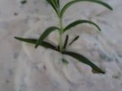 Uschi´s Knoblauch-Pampe - Rezept