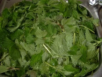 Wildkräuter: Brennnessel-Suppe mit Sauerampfer  in 4 Varianten - Rezept