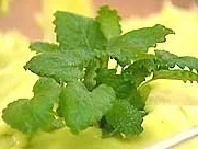 Rezept: Grüne Creme Grüne Creme - Rezept