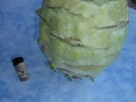 Rezept: Kohlrabi-Wurst-Gratine Kohlrabi-Wurst-Gratine - Rezept