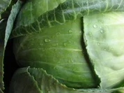 Rostbratwürstchen süß-sauer auf Weißkraut mit Kartoffeln - Rezept - Bild Nr. 2