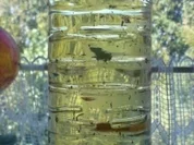 Kräuteröl - Rezept