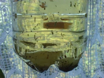 Rezept: Kräuteröl Bild Nr. 2 Kräuteröl - Rezept - Bild Nr. 2