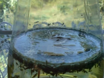 Rezept: Kräuteröl Bild Nr. 3 Kräuteröl - Rezept - Bild Nr. 3