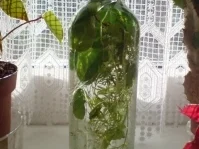 Rezept: Kräuteressig Kräuteressig - Rezept