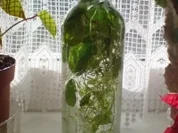 Rezept: Kräuteressig Kräuteressig - Rezept