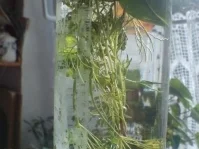 Rezept: Kräuteressig Bild Nr. 5 Kräuteressig - Rezept - Bild Nr. 5