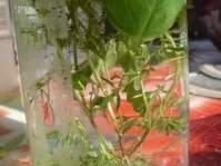 Rezept: Kräuteressig Bild Nr. 6 Kräuteressig - Rezept - Bild Nr. 6