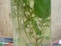 Rezept: Kräuteressig Bild Nr. 7 Kräuteressig - Rezept - Bild Nr. 7