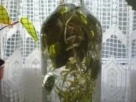 Rezept: Kräuteressig Bild Nr. 8 Kräuteressig - Rezept - Bild Nr. 8