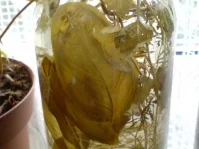 Rezept: Kräuteressig Bild Nr. 9 Kräuteressig - Rezept - Bild Nr. 9