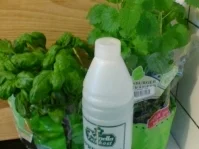 Rezept: Kräuteressig Bild Nr. 2 Kräuteressig - Rezept - Bild Nr. 2