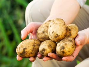 Gemüse aus eigenem Anbau: Kartoffeln pflanzen - Tip