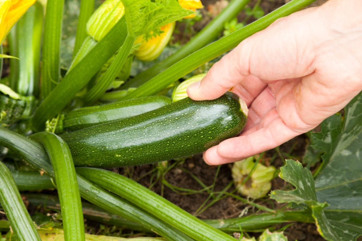 Zucchini Pflanzerl — Rezepte Suchen