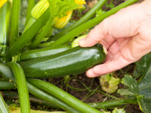 Im eigenen Garten Zucchini pflanzen - Tip