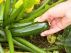 Im eigenen Garten Zucchini pflanzen - Tip