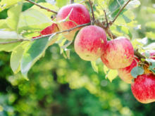 Vitaminquelle: der eigene Apfelbaum im Garten - Tip