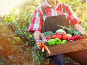 Tomatenkrankheiten vermeiden - Tip