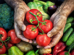 Große und saftige Tomaten durch Ausgeizen - Tip