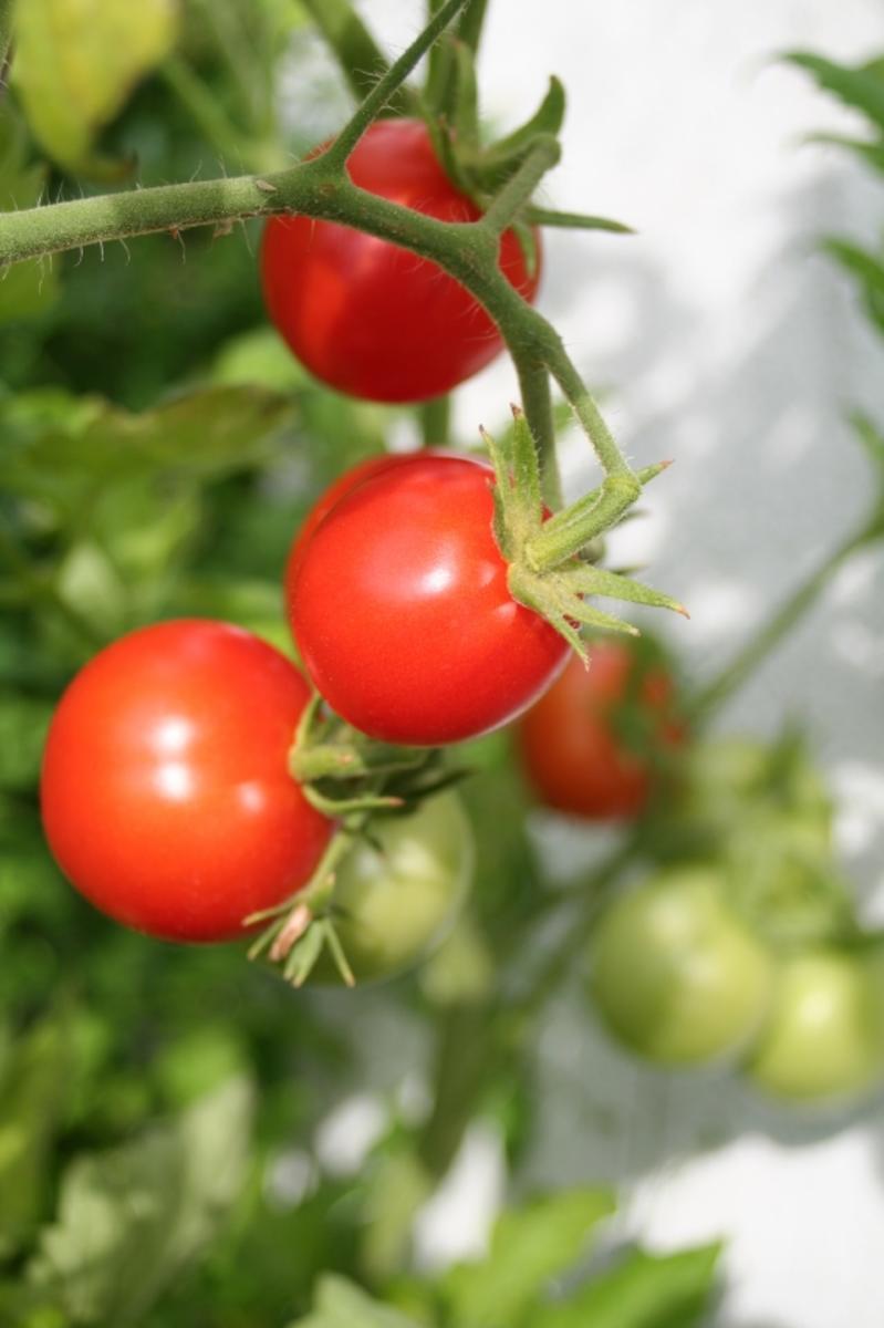 Tomaten selbst pflanzen so funktionierts Tipp kochbar.de