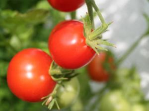 Tomaten selbst pflanzen – so funktionierts - Tip