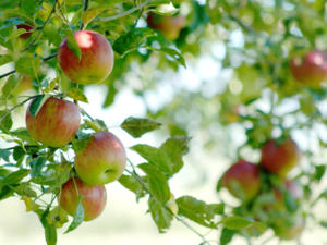 Den Apfelbaum für eine gute Ernte richtig schneiden - Tip