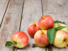 Äpfel lagern: bei der richtigen Temperatur an einem geeigneten Platz - Tip