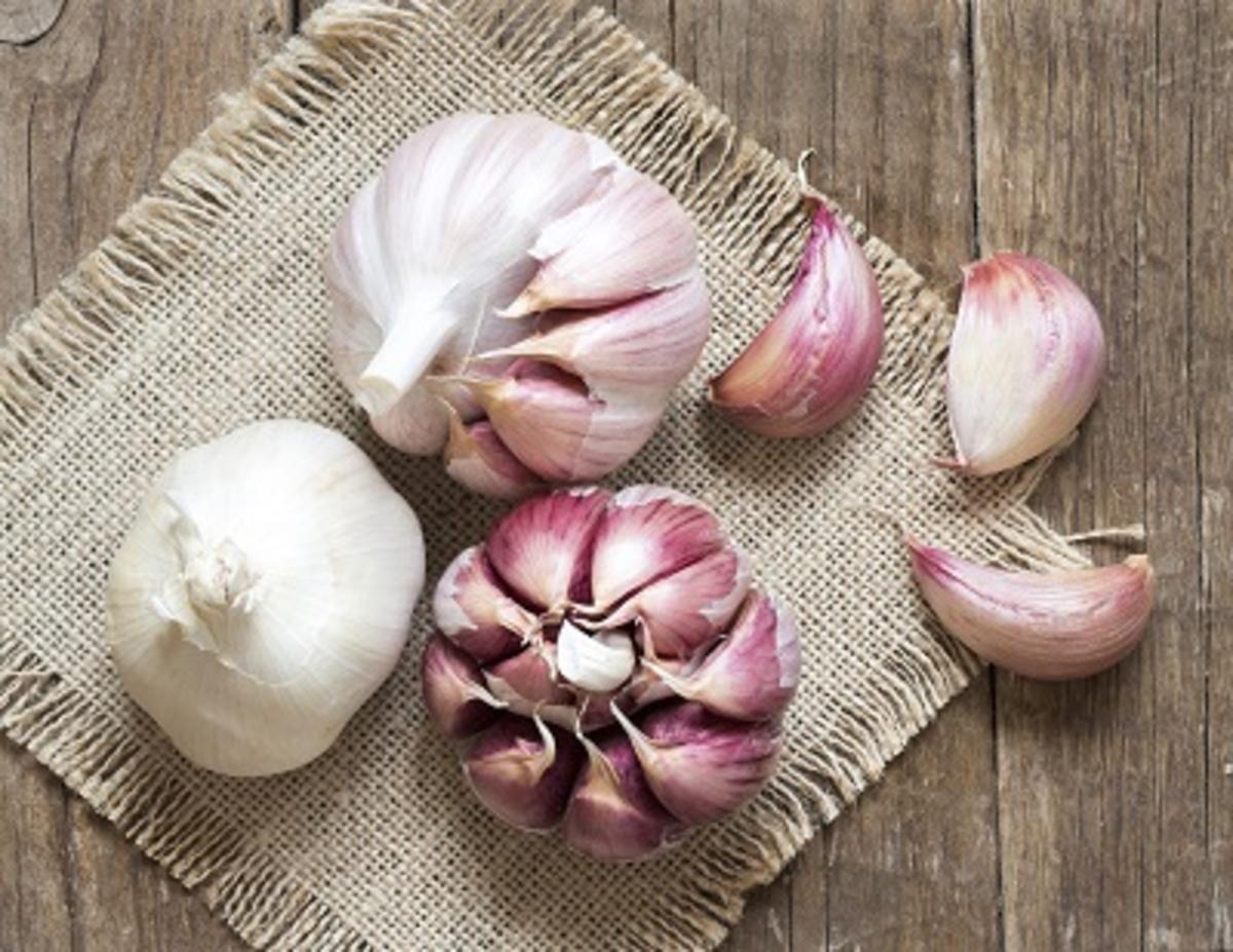 Tipps zur Aufbewahrung von Knoblauch Tipp kochbar.de