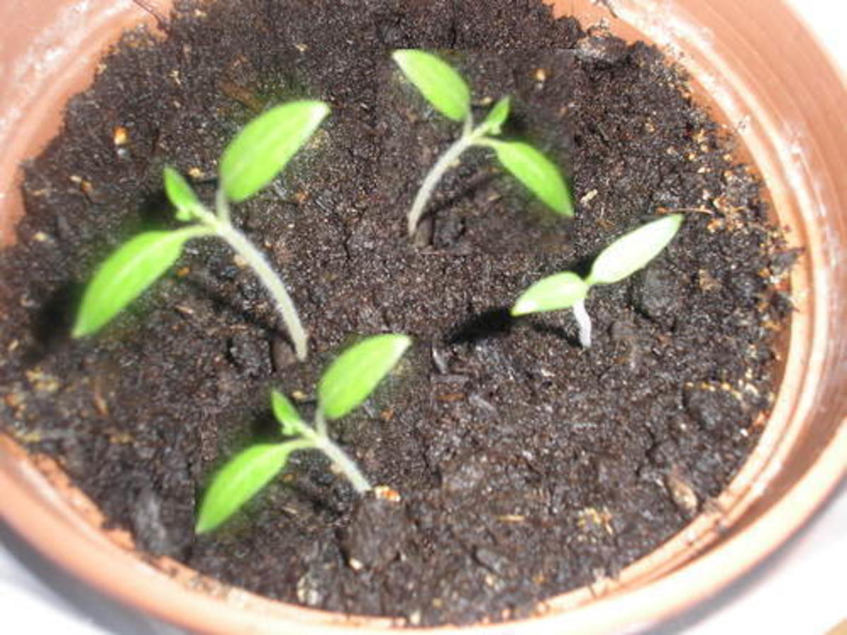 Tomatenpflanzen selber ziehen aus frischen Tomaten Tipp kochbar.de