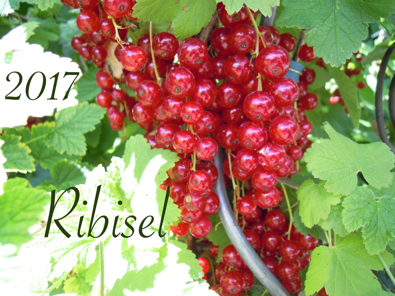 Ribisel/Johannisbeer Resteverwertung - Tipp - kochbar.de