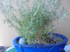 Rosmarinbäumchen - als Kräutertopf fertig vom Markt - Tip