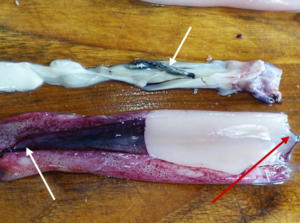 Frische Tintenfische zubereiten - Tip