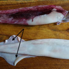 Frische Tintenfische zubereiten - Tip