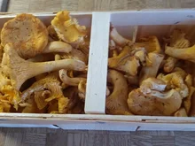 Pfifferlinge putzen - Tip