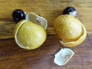 Frische Longan- oder Lengkeng-Früchte schälen und verwenden - Tip